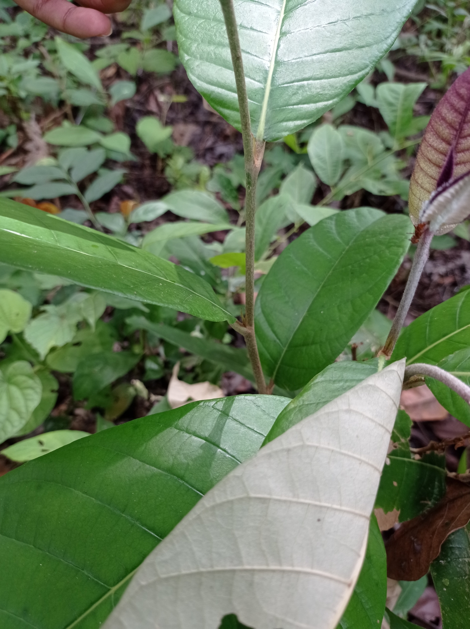 Imagem de Microdesmia arborea
