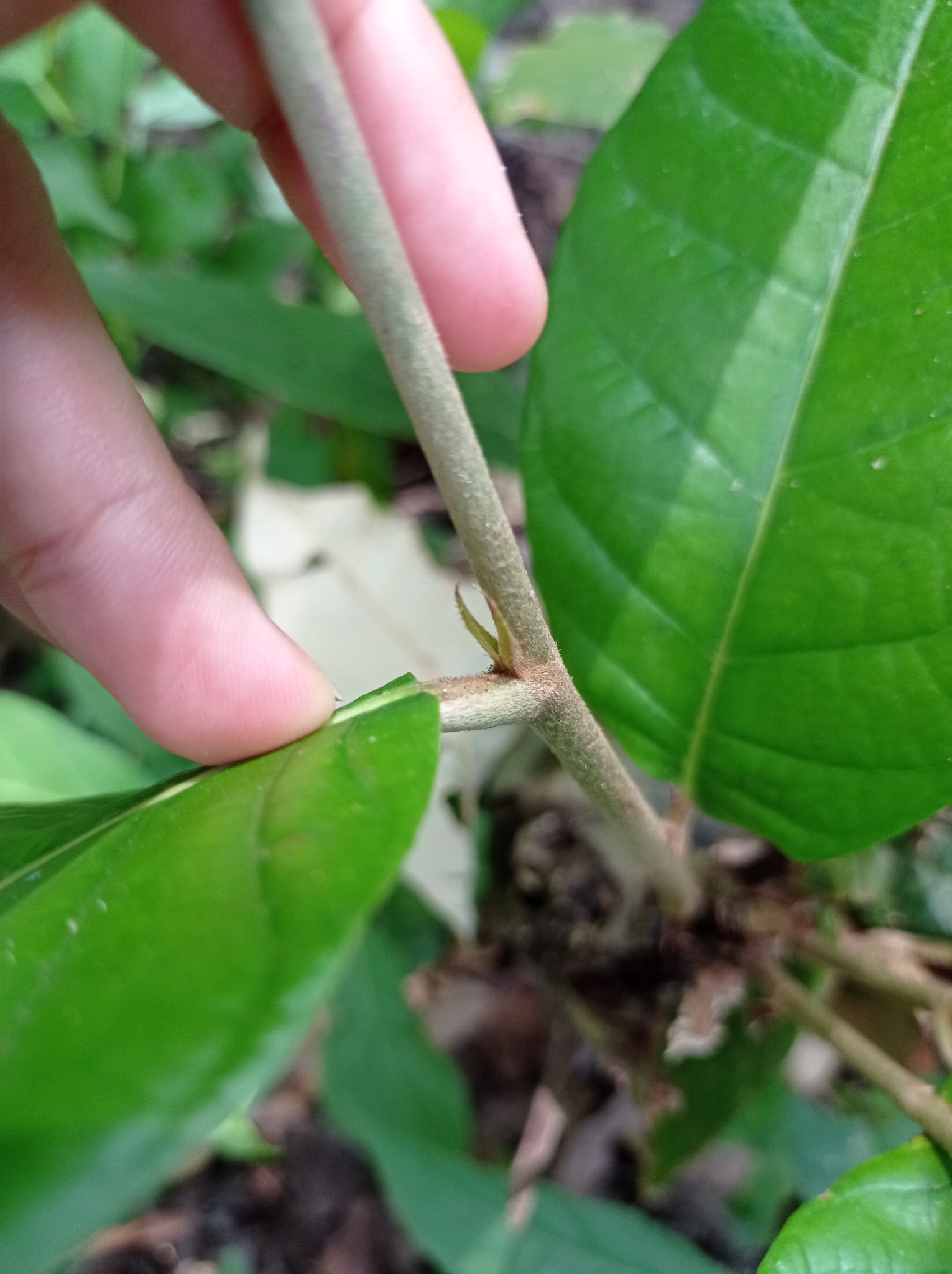 Imagem de Microdesmia arborea