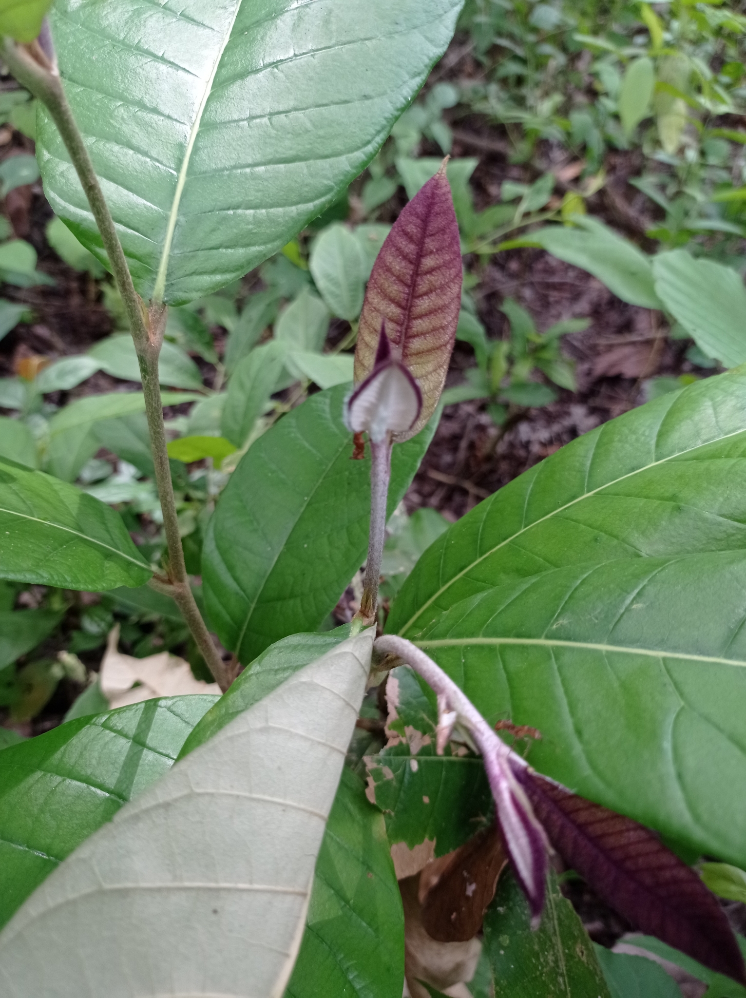 Imagem de Microdesmia arborea