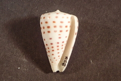 Conus eburneus
