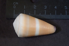Conus flavidus