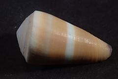 Conus flavidus