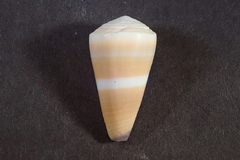 Conus flavidus