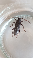 Trichoferus campestris