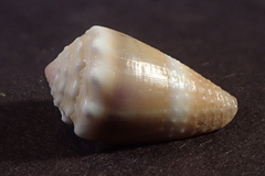 Conus lividus