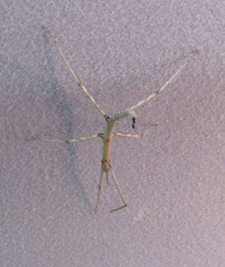 Bactrododema