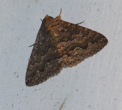 Eudesmeola lawsoni