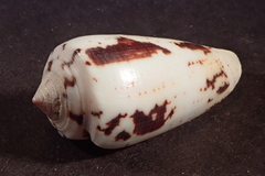 Conus magus
