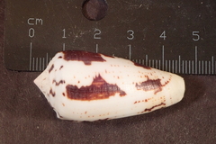Conus magus