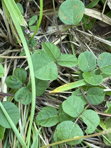 Sand Ticktrefoil (Desmodium lineatum)