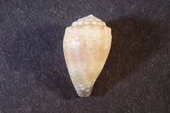 Conus miliaris