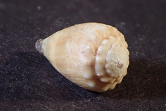 Conus miliaris