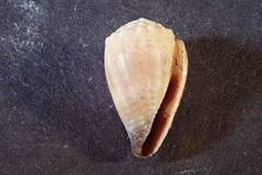 Conus miliaris