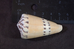 Conus mustelinus