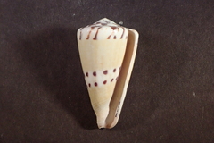 Conus mustelinus