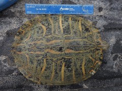Trachemys scripta