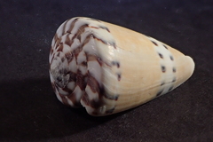 Conus mustelinus