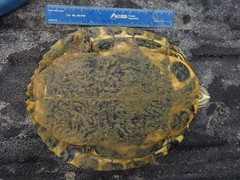 Trachemys scripta