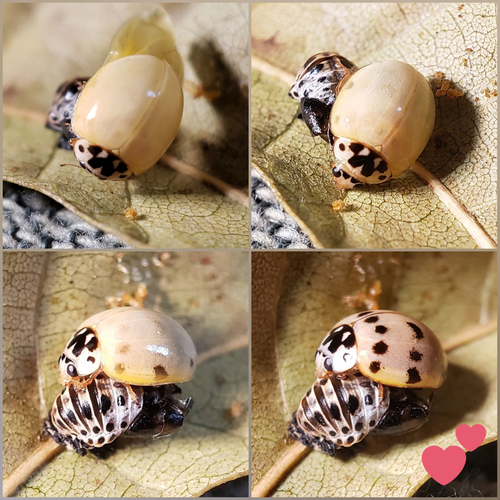 Ashy Gray Lady Beetle
