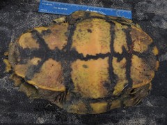Trachemys scripta