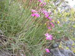 Dianthus acantholimonoides