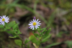 Aster microcephalus ovatus