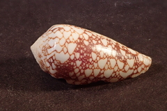 Conus omaria