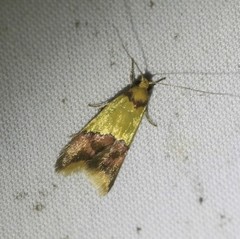 Hemibela oxyptera