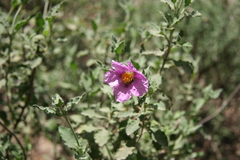 Cistus tauricus