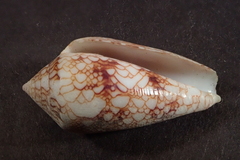 Conus canonicus