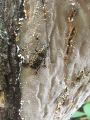 Euparius
