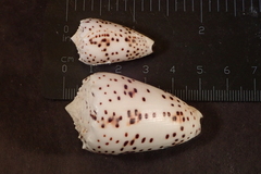 Conus pulicarius