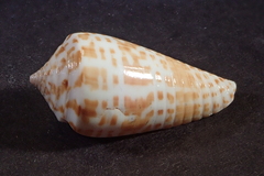 Conus stramineus