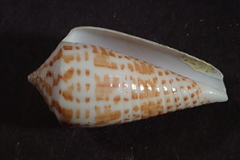 Conus stramineus