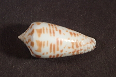 Conus stramineus
