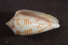 Conus stramineus
