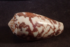 Conus striatus