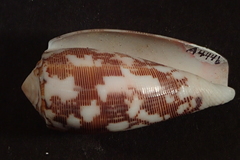 Conus striatus