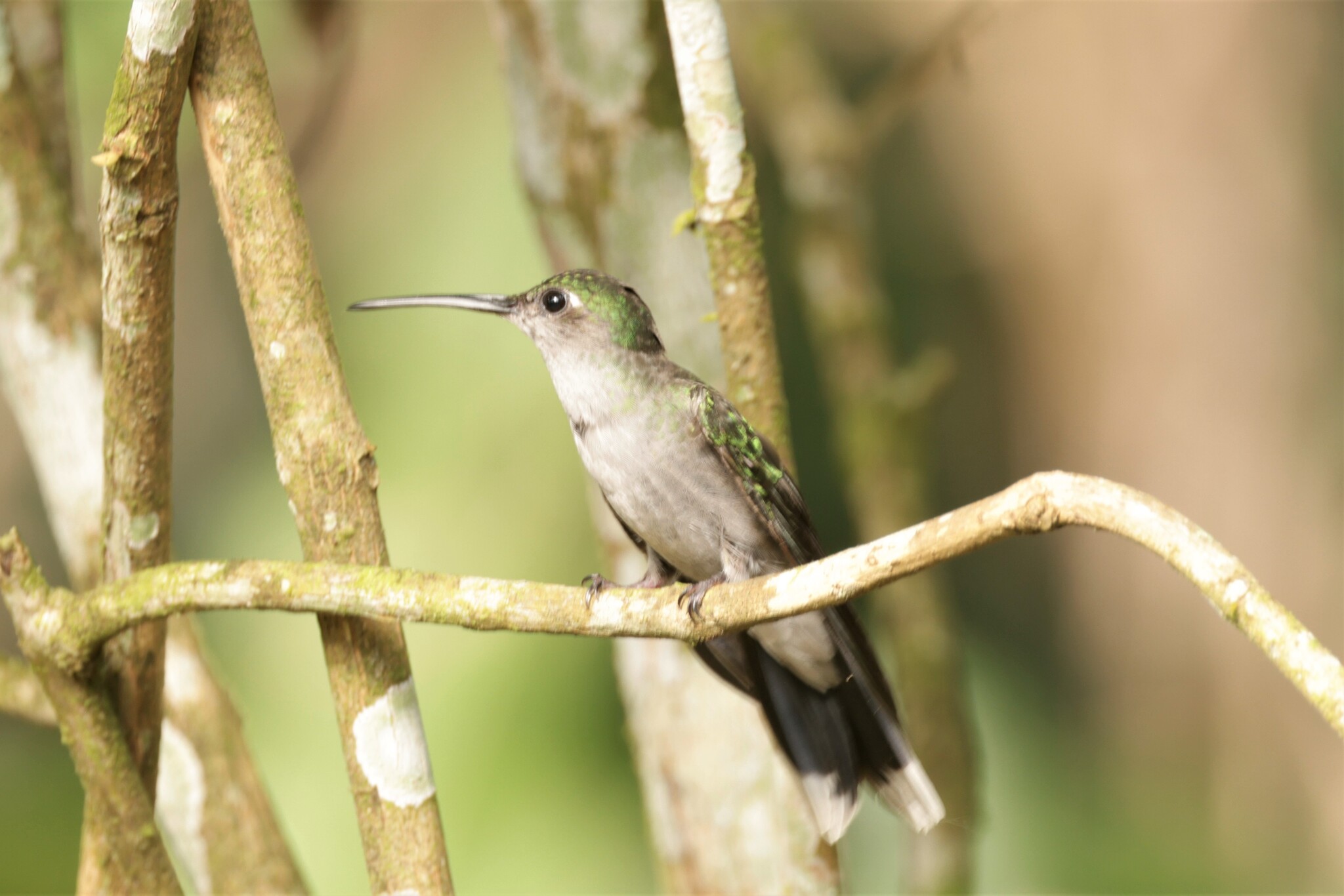 Grey-breasted Sabrewing (Campylopterus largipennis), photo 6