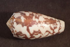 Conus striatus