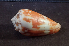 Conus magus