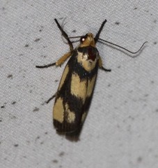 Xylorycta heliomacula