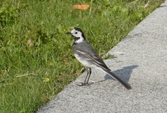 Motacilla alba