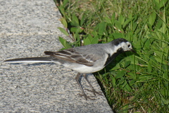 Motacilla alba