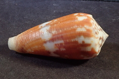 Conus magus