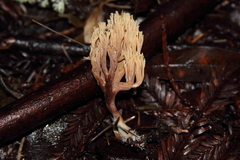 Ramaria violaceibrunnea