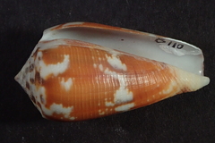 Conus magus