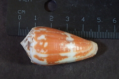 Conus magus