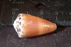 Conus planorbis