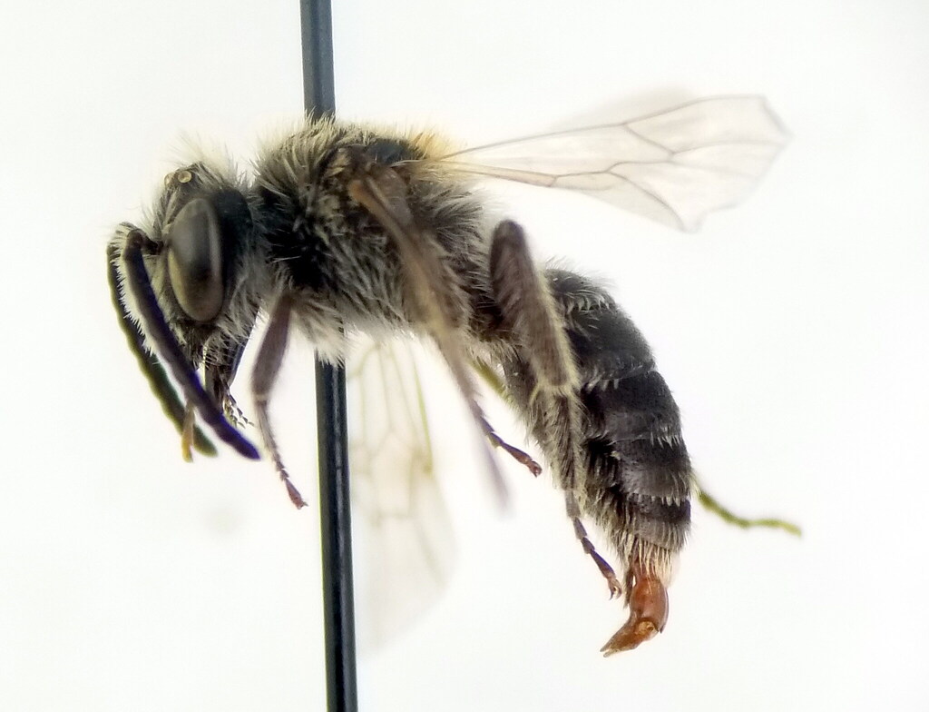 Andrena hypopolia